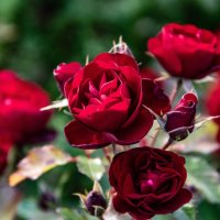 Розы, ах розы… :: Любовь 