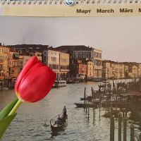 Тюльпаны расцвели в Венеции и к нам добрались по инерции! ;-) :: veilins veilins