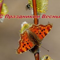 С Праздником Весны! :: Александр Прокудин