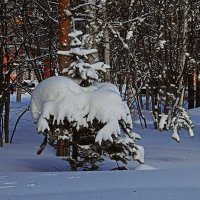 Март...Укрылась елочка снежным  пледом! :: Владимир 