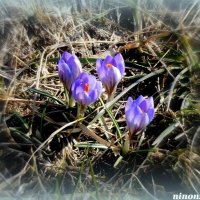 Весна поздравляет! :: Нина Бутко