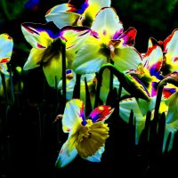 Весенние цветы 6 :: Елена Куприянова 