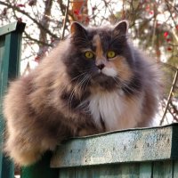 Мартовская кошка :: Андрей Снегерёв