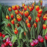 ..весенние цветы-тюльпаны... :: galalog galalog