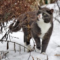 Ах как пахнет весной! :: Восковых Анна Васильевна 