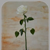 Белая роза в стакане :: Татьяна 