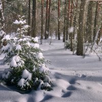 В зимнем лесу :: Валерий Вождаев