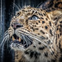 леопард :: аркадий 