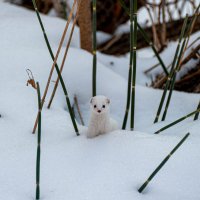 Белое маленькое животное. :: Вадим Басов