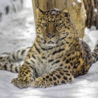 Новосибирский зоопарк имени Р.А. Шило. :: Михаил Измайлов