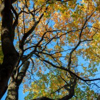 Осенние деревья :: Дмитрий 