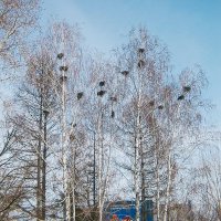 Многоквартирные деревья. :: Игорь Солдаткин