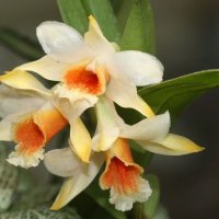 Орхидеи :: ZNatasha -