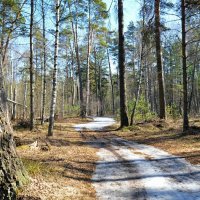 Здесь недавно была лыжня. :: Милешкин Владимир Алексеевич 