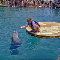 Израиль  Дельфины в Эйлате :: ujgcvbif 