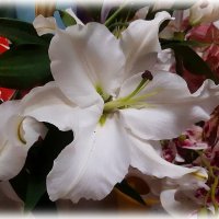 Лилии белый цветок! :: Нина Андронова
