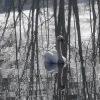 Одинокий лебедь :: Рита Симонова
