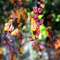 Орхидея цветет :: Evgeny Mameev