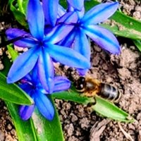 Пчела приближается к цветку :: Наталья 