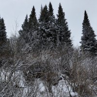 Снежный день. :: Радмир Арсеньев