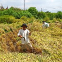 Уборка риса на Суматре. :: unix (Илья Утропов)