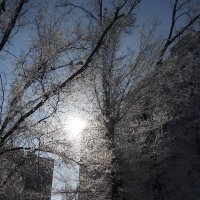 зимы прекрасные моменты :: Елена Шаламова
