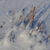 В снегах степей. :: Андрей Хлопонин
