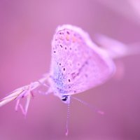 Бабочка на фиолетовом фоне. :: Стас 