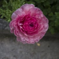 Розовая роза :: Валентин Семчишин