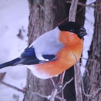 Красавчик снегирь :: Людмила Смородинская