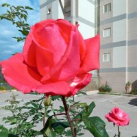 Роза красная. :: Валерьян 