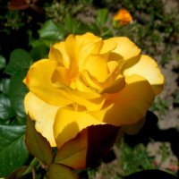Роза жёлтая :: Надежда 