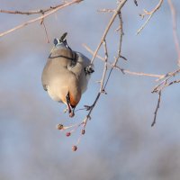 Свиристель. :: Виктор Иванович Чернюк