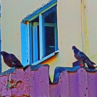 Май..Мои соседи-голуби! :: Владимир 
