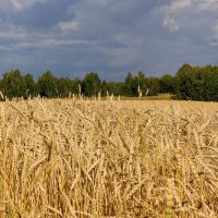 Шумит пшеница золотая. :: nadyasilyuk Вознюк