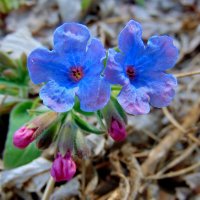 Медуницы цветы голубые. :: nadyasilyuk Вознюк