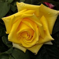 Роза символ совершенства! :: Нина Андронова