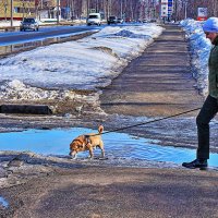 Апрель..., Лужи и песик! :: Владимир 