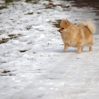 Персиковое облачко :: M Marikfoto