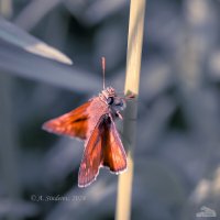 Бабочка толстоголовка :: Александр Синдерёв