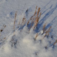 В степном снегу. :: Андрей Хлопонин