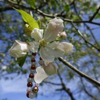 Яблони цветут – какое диво! Белых яблонь цвет – всегда красиво! .... :: Galina Dzubina