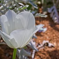 белый тюльпан :: Giant Tao /