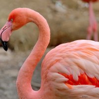 розовый фламинго :: Andrey Bragin 