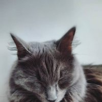 Спящая кошка :: Дарья Трифанова