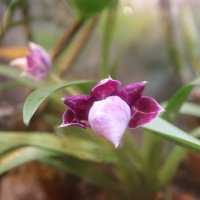 Орхидея из Аптекарского :: Irene Irene