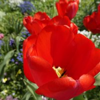 Красные тюльпаны - шёлковые чаши... :: Galina Dzubina