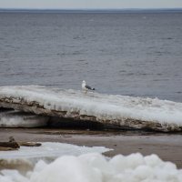 чайка на льдине :: Елена Кордумова