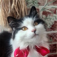 У кошек есть природный дар - нести в дом комфорт и уют! :: Нина Андронова