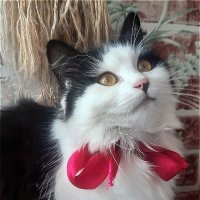 Кошки - милые создания,грациозны и легки! :: Нина Андронова